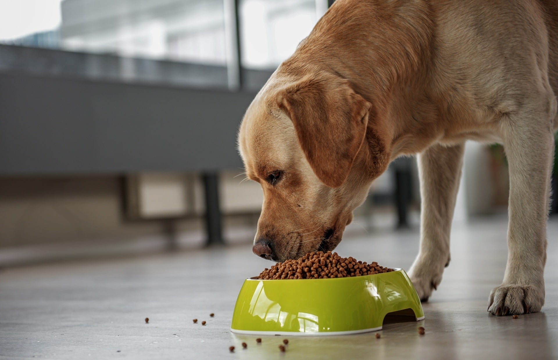 Alergie pokarmowe u psów i kotów - które mięsa są najbardziej uczulające?