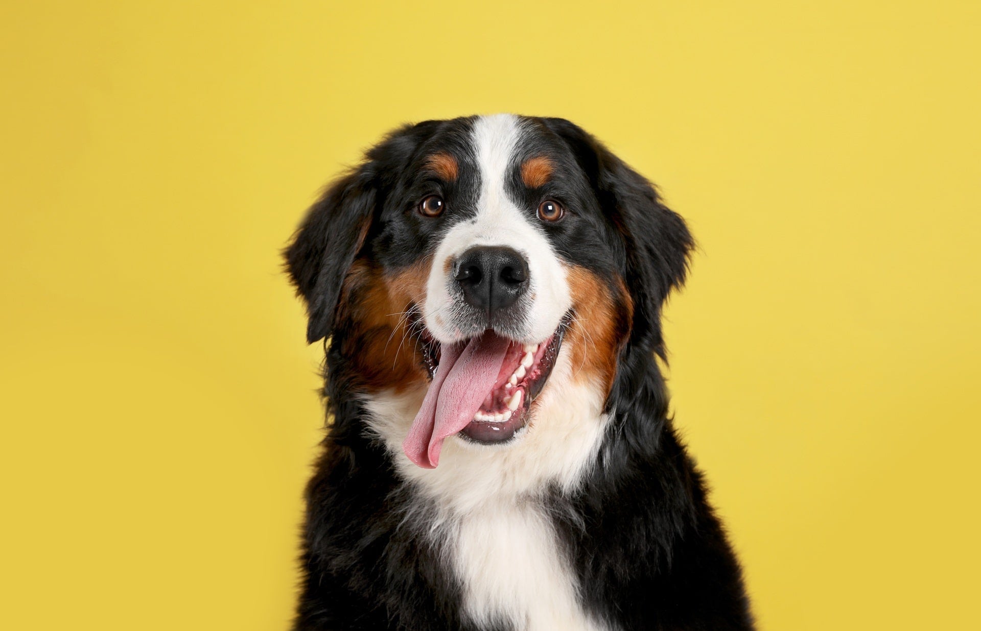 Co zrobić, jeśli mój pies lub kot nie chce przyjmować suplementów diety?