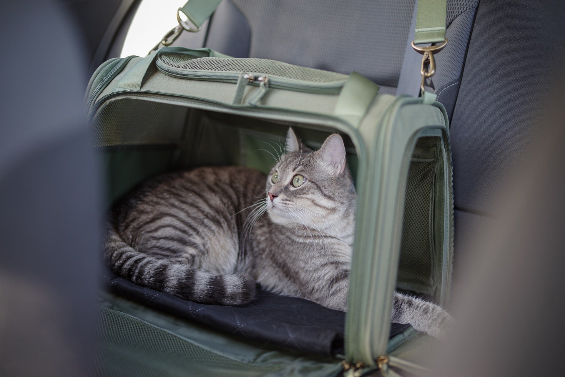 Kot a jazda autem – jak przyzwyczaić kota do podróży samochodem?